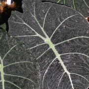 Image of Alocasia reginula  .