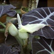 Image of Alocasia reginula  A. Hay.