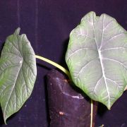 Image of Alocasia reginula x melo .