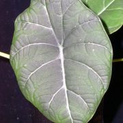 Image of Alocasia reginula x melo .