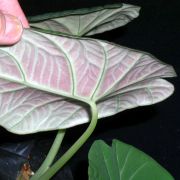 Image of Alocasia reginula x melo .