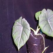 Image of Alocasia reginula x melo .