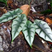 Image of Alocasia reversa  N.E. Br..