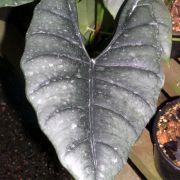 Image of Alocasia reversa  .