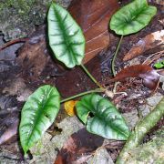 Image of Alocasia reversa  .