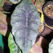 Image of Alocasia reversa  .