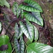 Image of Alocasia reversa  .