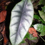 Image of Alocasia reversa  .