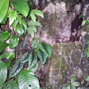 Image of Alocasia reversa  .