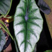 Image of Alocasia reversa 'Hanah' .