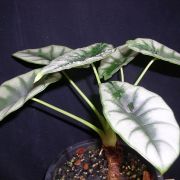 Image of Alocasia reversa 'Hanah' .