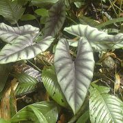 Image of Alocasia reversa x scabriuscula .