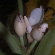 Image of Alocasia ridleyi  A. Hay.