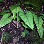 Image of Alocasia ridleyi  A. Hay.