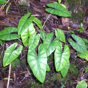 Image of Alocasia ridleyi  .