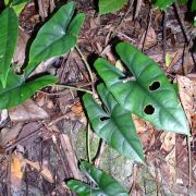 Image of Alocasia ridleyi  .