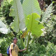 Image of Alocasia robusta  M. Hotta.