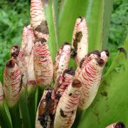 Image of Alocasia robusta  M. Hotta.