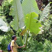 Image of Alocasia robusta  .