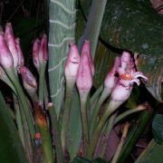 Image of Alocasia sarawakensis  M. Hotta.