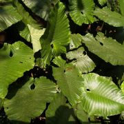 Image of Alocasia sarawakensis  M. Hotta.