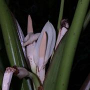 Image of Alocasia sarawakensis  M. Hotta.