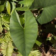 Image of Alocasia scabriuscula  N.E.Br..