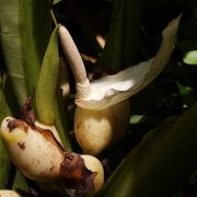 Image of Alocasia scabriuscula  N.E.Br..