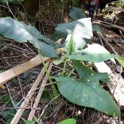 Image of Alocasia scabriuscula  N.E. Br..