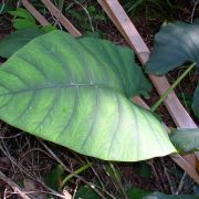 Image of Alocasia scabriuscula  .