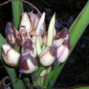 Image of Alocasia scabriuscula  .