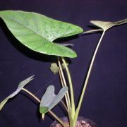 Image of Alocasia scabriuscula  .