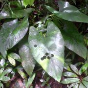 Image of Alocasia scabriuscula  .