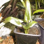 Image of Alocasia scalprum  A. Hay.