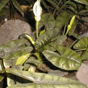 Image of Alocasia sinuata  N.E. Br..