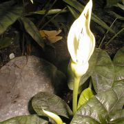 Image of Alocasia sinuata  N.E. Br..