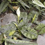 Image of Alocasia sinuata  N.E. Br..