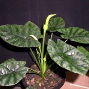 Image of Alocasia sinuata  .