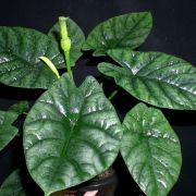 Image of Alocasia sinuata  .