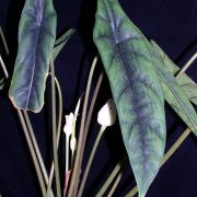 Image of Alocasia venusta  A. Hay.