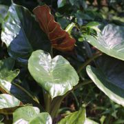 Image of Alocasia wentii  Engl. & K. Krause.