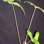 Image of Alocasia wongii  A.Hay.