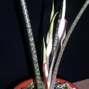 Image of Alocasia wongii  A.Hay.