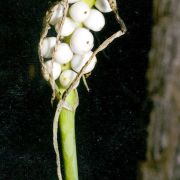 Image of Amorphophallus aberrans  Hetterscheid.