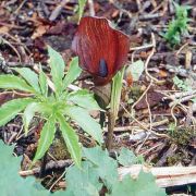 Image of Amorphophallus abyssinicus  (Rich.) N. E. Br..