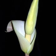 Image of Amorphophallus albispathus  Hett..