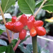 Image of Amorphophallus albispathus  Hett..