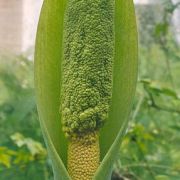 Image of Amorphophallus albus  Liu & Wei.