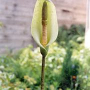 Image of Amorphophallus albus  Liu & Wei.