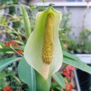 Image of Amorphophallus albus  Liu & Wei.